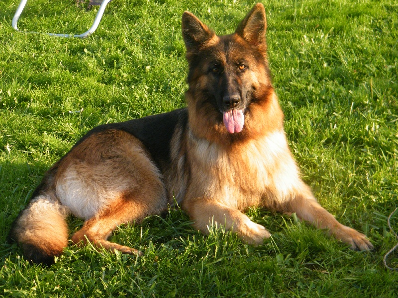 Gypsie du clos des Phenix