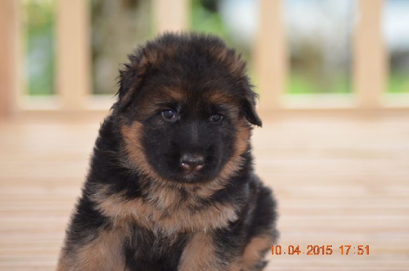 De L'Aube Des Loups - Berger Allemand Poil Long - Portée née le 10/03/2015